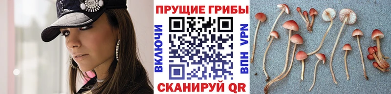 Галлюциногенные грибы Psilocybine cubensis omg сайт Бабаево